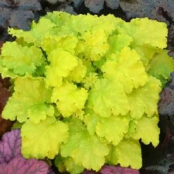 'Twist Of Lime' Coral Bells 11 'Twist Of Lime' Coral Bells -Greatgardenplants heuchera twist of lime 3