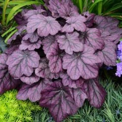 Primo® 'Wild Rose' Coral Bells -Greatgardenplants heuchera wild rose 5