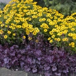 Primo® 'Wild Rose' Coral Bells -Greatgardenplants heuchera wild rose 6