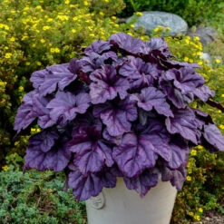 Mother's Day Collection -Greatgardenplants heuchera wildberry 1