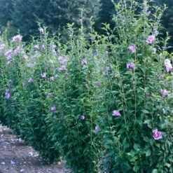 Purple Pillar® Rose Of Sharon -Greatgardenplants hibiscus purple pillar 3