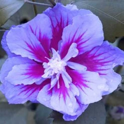 Purple Pillar® Rose Of Sharon -Greatgardenplants hibiscus purple pillar 4