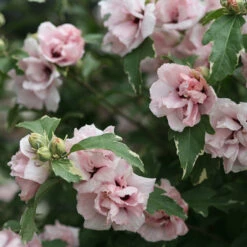 Sugar Tip® Rose Of Sharon -Greatgardenplants hibiscus sugar tip 3