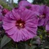 Summerific® 'Berry Awesome' Perennial Hibiscus -Greatgardenplants hibiscus summerific berry awesome 3 sw