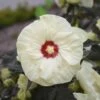 Summerific® 'French Vanilla' Perennial Hibiscus -Greatgardenplants hibiscus summerific french vanilla 1 sw