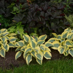 Shadowland® 'Autumn Frost' Hosta -Greatgardenplants hosta autumn frost 3