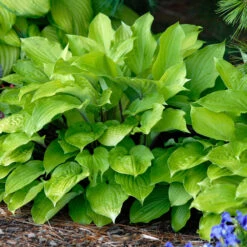 'Fire Island' Hosta -Greatgardenplants hosta fire island 2