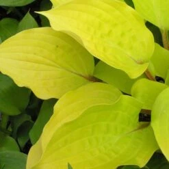 'Fire Island' Hosta -Greatgardenplants hosta fire island 5