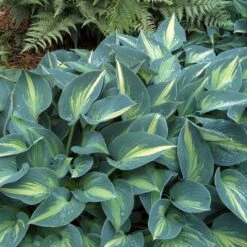 'June' Hosta -Greatgardenplants hosta june 1