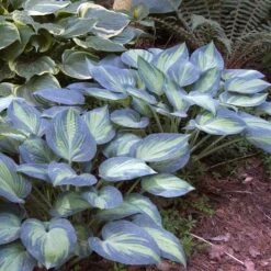 'June' Hosta -Greatgardenplants hosta june 2