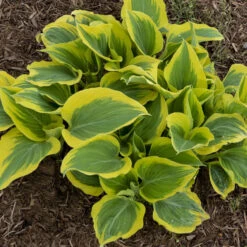 'Liberty' Hosta -Greatgardenplants hosta liberty 2