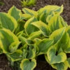 'Liberty' Hosta -Greatgardenplants hosta liberty 3