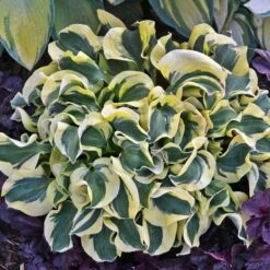 Greatgardenplants -Greatgardenplants hosta mini skirt 1