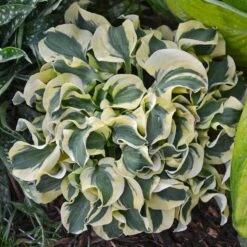'Mini Skirt' Hosta -Greatgardenplants hosta mini skirt 2
