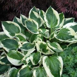 'Patriot' Hosta -Greatgardenplants hosta patriot 3