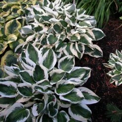 'Patriot' Hosta -Greatgardenplants hosta patriot 6