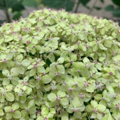 Lime Rickey® Smooth Hydrangea -Greatgardenplants hydrangea arborescens lime rickey 1