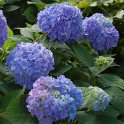 Endless Summer® Bigleaf Hydrangea -Greatgardenplants hydrangea endless summer 2 sw