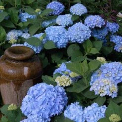 Endless Summer® Bigleaf Hydrangea -Greatgardenplants hydrangea endless summer 21 sw