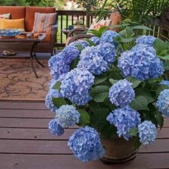 Endless Summer® Bigleaf Hydrangea -Greatgardenplants hydrangea endless summer 24 sw