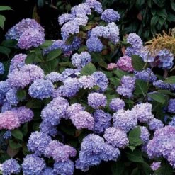 Endless Summer® Bigleaf Hydrangea -Greatgardenplants hydrangea endless summer 25 sw