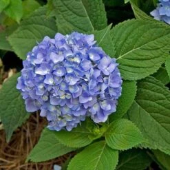 Endless Summer® Bigleaf Hydrangea -Greatgardenplants hydrangea endless summer 28 sw