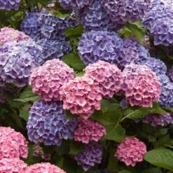 Endless Summer® Bigleaf Hydrangea -Greatgardenplants hydrangea endless summer 4 sw