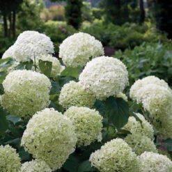 Incrediball® Smooth Hydrangea -Greatgardenplants hydrangea incrediball 1