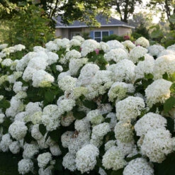 Incrediball® Smooth Hydrangea -Greatgardenplants hydrangea incrediball 7