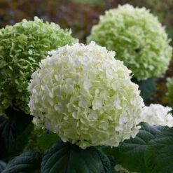 Incrediball® Smooth Hydrangea -Greatgardenplants hydrangea incrediball 8
