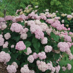 Incrediball® Blush Smooth Hydrangea -Greatgardenplants hydrangea incrediball blush 3