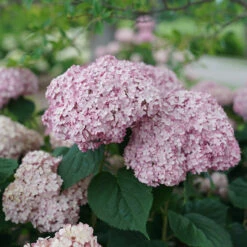 Incrediball® Blush Smooth Hydrangea -Greatgardenplants hydrangea incrediball blush 4