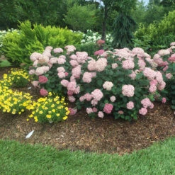 Incrediball® Blush Smooth Hydrangea -Greatgardenplants hydrangea incrediball blush 5