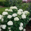 Invincibelle Limetta® Smooth Hydrangea -Greatgardenplants hydrangea invincibelle limetta 1