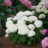 Invincibelle Wee White® Smooth Hydrangea -Greatgardenplants hydrangea invincibelle wee white 1