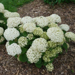 Invincibelle Wee White® Smooth Hydrangea -Greatgardenplants hydrangea invincibelle wee white 2