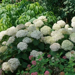 Invincibelle Wee White® Smooth Hydrangea -Greatgardenplants hydrangea invincibelle wee white 3
