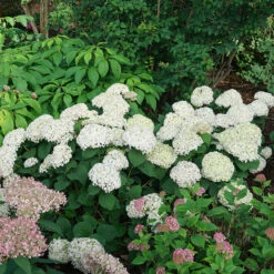 Invincibelle Wee White® Smooth Hydrangea -Greatgardenplants hydrangea invincibelle wee white 4