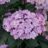 Let's Dance Can Do!® Bigleaf Hydrangea -Greatgardenplants hydrangea lets dance can do 2