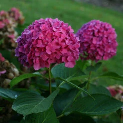 Let's Dance® Rave® Bigleaf Hydrangea