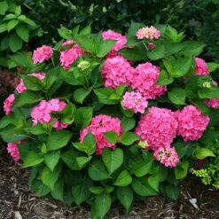 Let's Dance® Rave® Bigleaf Hydrangea -Greatgardenplants hydrangea lets dance rave 3