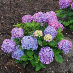 Let's Dance® Rave® Bigleaf Hydrangea -Greatgardenplants hydrangea lets dance rave 6
