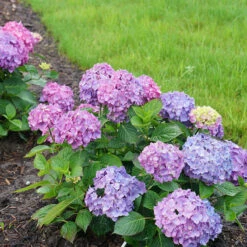 Let's Dance® Rave® Bigleaf Hydrangea -Greatgardenplants hydrangea lets dance rave 7