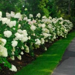 'Limelight' Panicle Hydrangea -Greatgardenplants hydrangea limelight 10