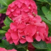 Wee Bit Giddy® Bigleaf Hydrangea -Greatgardenplants hydrangea macrophylla wee bit giddy 1