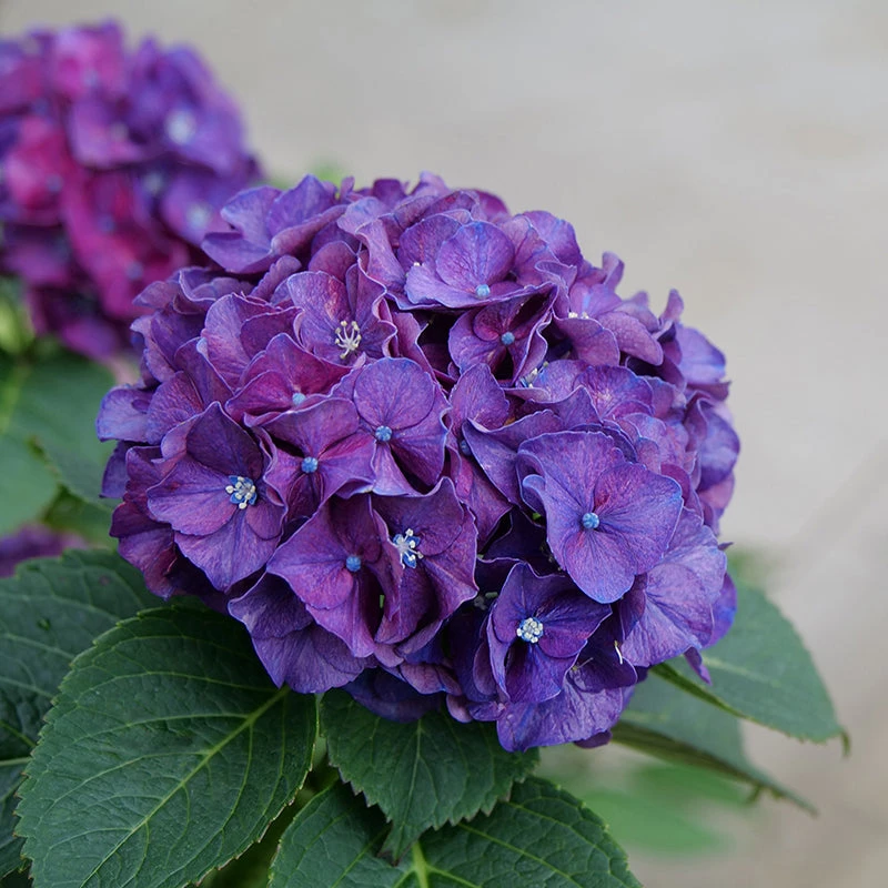 Wee Bit Grumpy® Bigleaf Hydrangea 3 Wee Bit Grumpy® Bigleaf Hydrangea