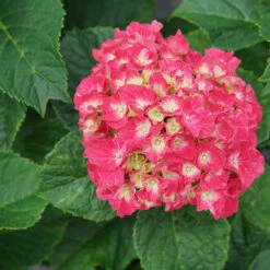 Wee Bit Grumpy® Bigleaf Hydrangea 10 Wee Bit Grumpy® Bigleaf Hydrangea -Greatgardenplants hydrangea macrophylla wee bit grumpy 2