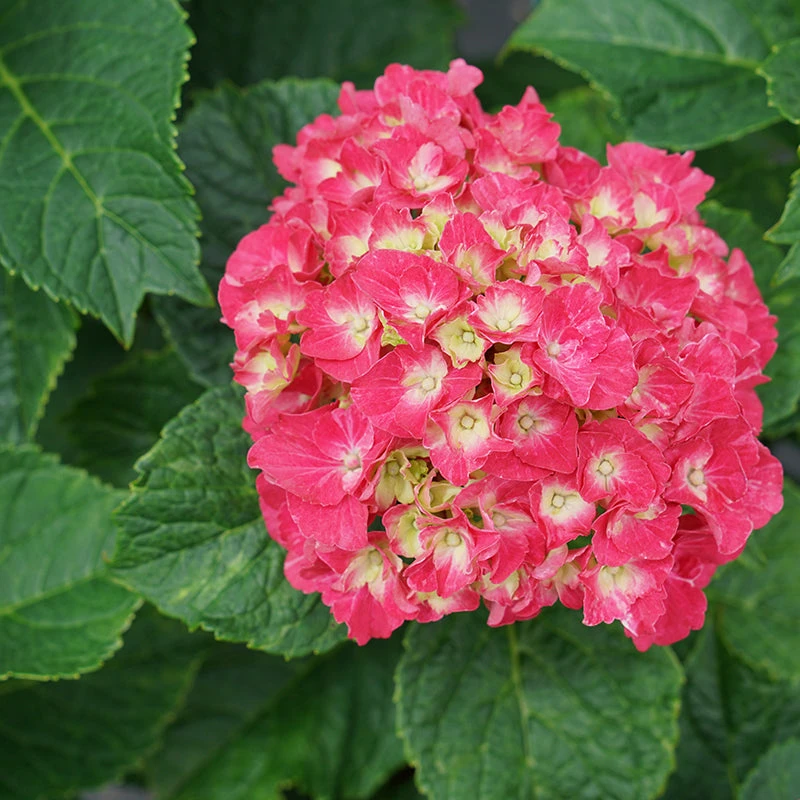 Wee Bit Grumpy® Bigleaf Hydrangea 5 Wee Bit Grumpy® Bigleaf Hydrangea - Image 3
