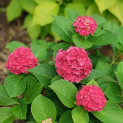 Wee Bit Grumpy® Bigleaf Hydrangea 12 Wee Bit Grumpy® Bigleaf Hydrangea -Greatgardenplants hydrangea macrophylla wee bit grumpy