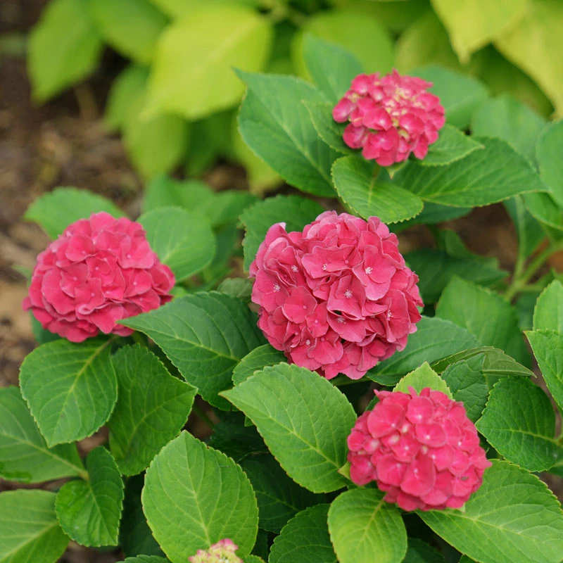 Wee Bit Grumpy® Bigleaf Hydrangea 7 Wee Bit Grumpy® Bigleaf Hydrangea - Image 5